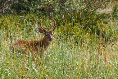 Yüksek otların arasında Amerika besleme vahşi katılım geyik