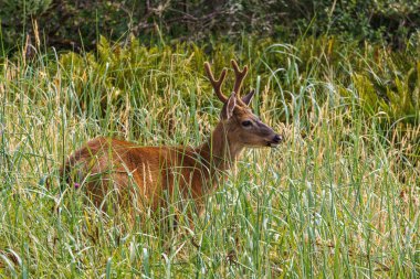 Yüksek otların arasında Amerika besleme vahşi katılım geyik