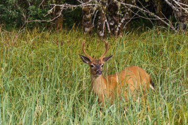 Yüksek otların arasında Amerika besleme vahşi katılım geyik