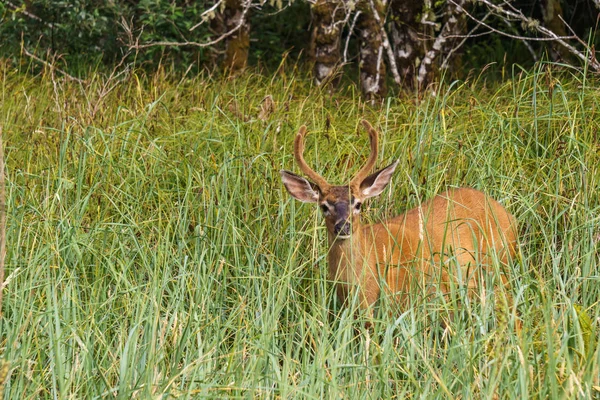 Ciervos salvajes mool alimentación en la hierba alta América —  Fotos de Stock