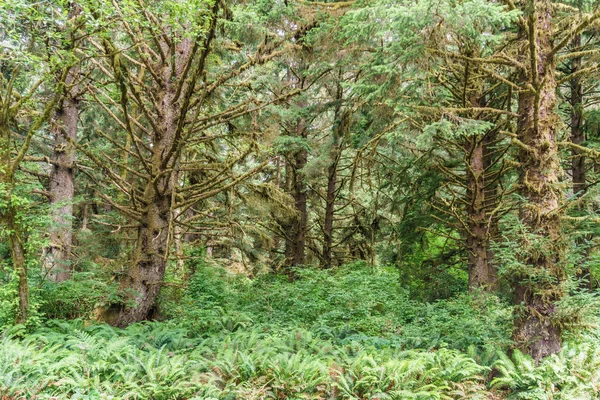 Part of a green rain forest in west coast — Stock Photo, Image