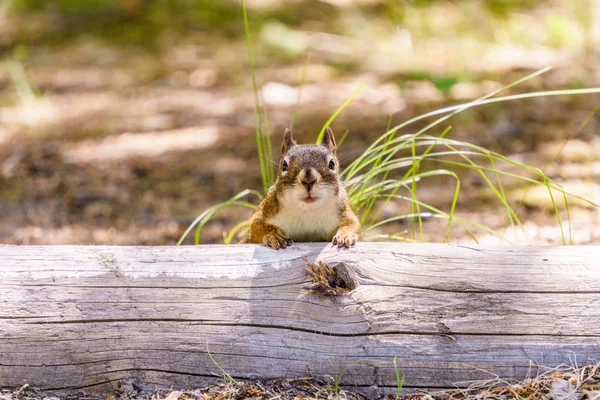 Esquilo pequeno no fundo da floresta de verão animal selvagem — Fotografia de Stock
