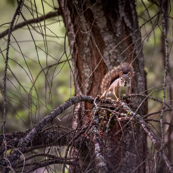 Pequeña ardilla en el bosque de verano fondo animal salvaje —  Fotos de Stock