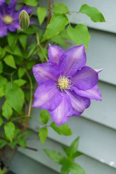 bahçede mor akasma çiçek