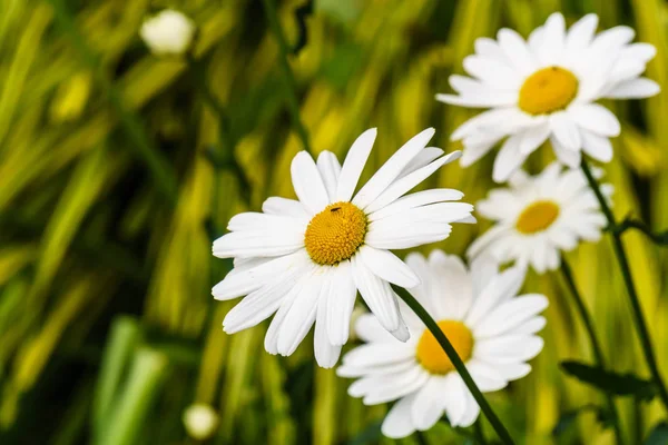 Białe kwiaty daisy na zielonym tle rozmazany — Zdjęcie stockowe