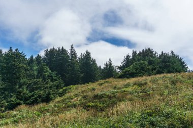 Cape hayal kırıklığı State Park Cape hayal kırıklığı Devlet Park Washington ABD kuzeybatı Pasifik kıyı şeridi görünümünü çarpıcı ABD - 22 Temmuz 2017.