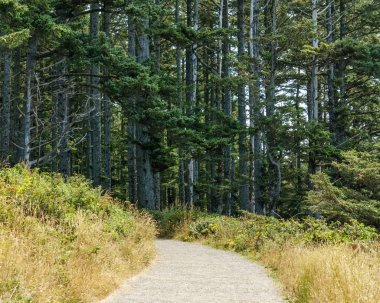 Cape hayal kırıklığı State Park Cape hayal kırıklığı Devlet Park Washington ABD kuzeybatı Pasifik kıyı şeridi görünümünü çarpıcı ABD - 22 Temmuz 2017.