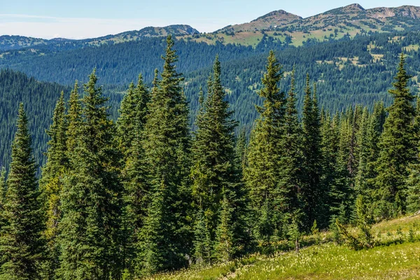 alpine field fresh green meadows and blooming flowers and forest green mountain tops in the background