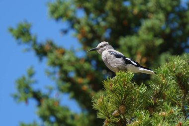Clark'ın Fındıkkıran British Columbia Kanada'da yeşil ağaç üzerinde.