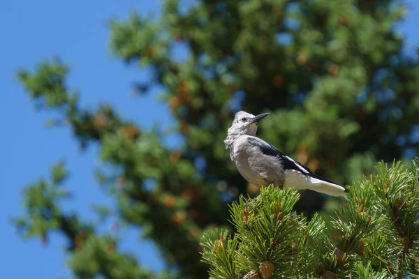 El cascanueces de Clark en el árbol verde en Columbia Británica Canadá . —  Fotos de Stock