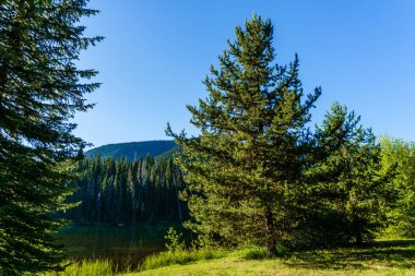 Arka plan British Columbia Kanada'da mavi gökyüzü ile orman içinde iğne yapraklı ağaç.