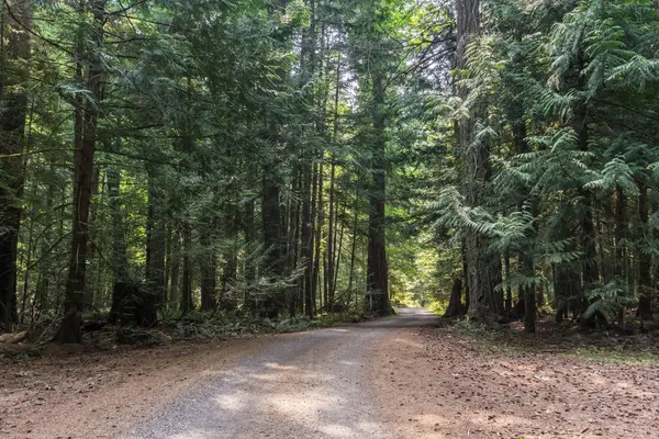 sıcak yaz gününde ıslak ormana yolu.