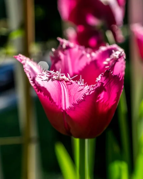 Duży czerwony tulipan kwiat na czas rano z blured tło. — Zdjęcie stockowe