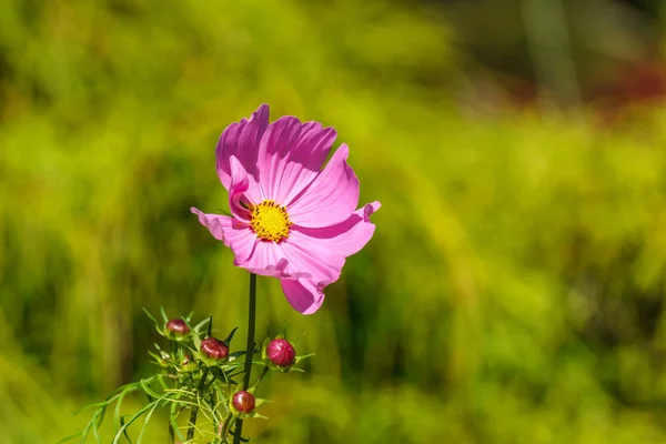 Μεγάλο ροζ λουλούδι στιγμή πρωί με μόλυναν με φόντο τον κήπο. — Φωτογραφία Αρχείου