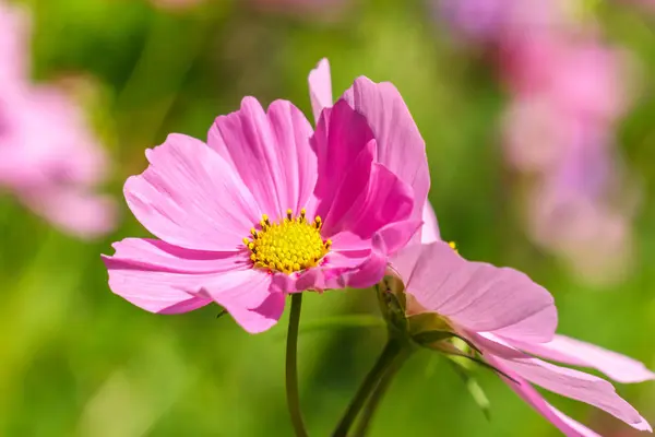 Stor rosa blomma på morgonen tid med blured bakgrund i trädgården. — Stockfoto