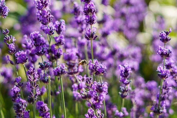 朝時 blured 庭の背景に紫のラベンダーの花. — ストック写真