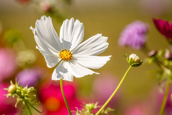 Grande flor branca na hora da manhã com fundo azul no jardim . — Fotografia de Stock