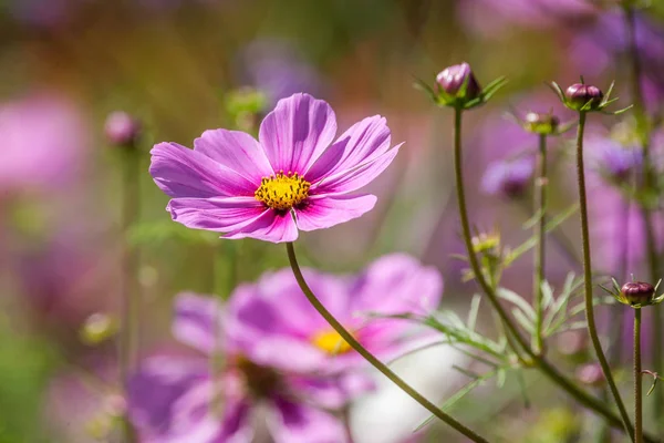 Stor rosa blomma på morgonen tid med blured bakgrund i trädgården. — Stockfoto