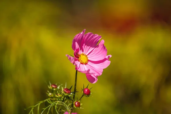 Flor rosa grande por la mañana con fondo borroso en el jardín . — Foto de Stock
