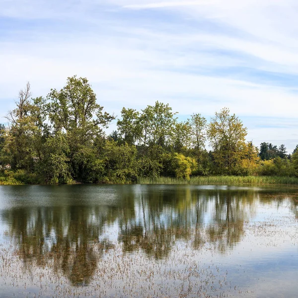 Ttrees bir gölde sabah saat sırasında Vancouver Adası Kanada'da yansıyan.