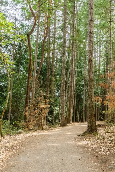 Provincial Park British Columbia Kanada'da ormanda yürüyüş iz.