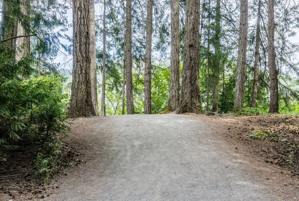 Sentier pédestre dans la forêt du parc provincial Colombie-Britannique Canada . — Photo