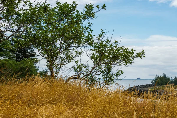 Landschaft mit Baum an der Klippe am Meeresufer an einem Sommertag. — Stockfoto
