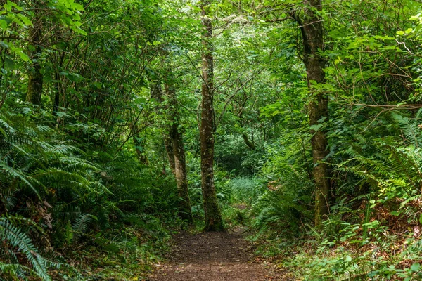 Yaz günü, yeşil ormanda yürüyüş iz Başlat.