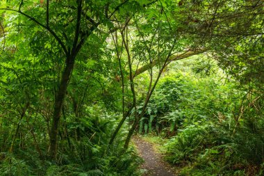 Arı nektarı güneşli yaz günde bir çiçek toplama.