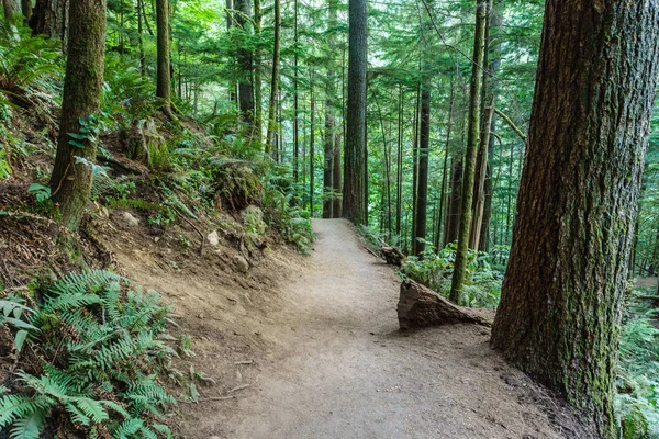 Yaz yeşil ormanda yürüyüş iz.