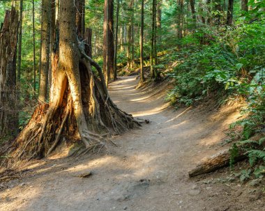 Yaz yeşil ormanda yürüyüş iz.
