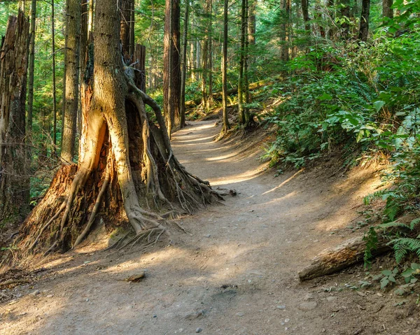 Yaz yeşil ormanda yürüyüş iz.