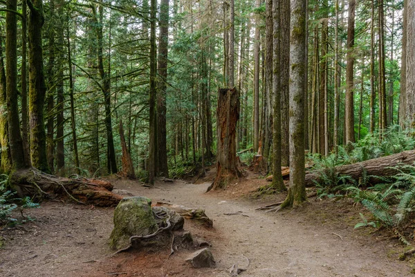 Yaz yeşil ormanda yürüyüş iz.