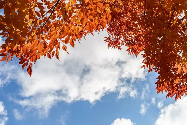 Outono natural folhas de laranja e céu azul nublado . — Fotografia de Stock