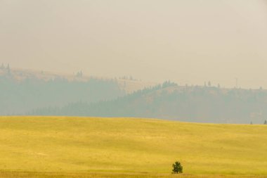 Kırsal yaz sarı peyzaj alanı ve smog havada yeşil ağaçlar.