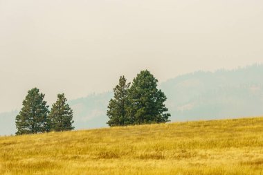 Kırsal yaz sarı peyzaj alanı ve smog havada yeşil ağaçlar.