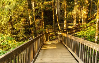 Ahşap köprü yürüyüş iz orman parçası '.