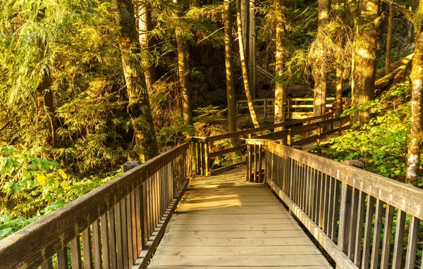 Ahşap köprü yürüyüş iz orman parçası '.