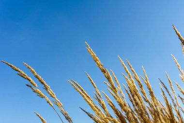 Sarı dış ve mavi gökyüzü arka plan kulaklar.