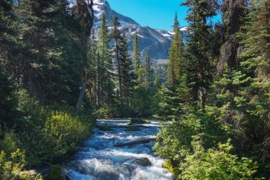 Vahşi dağ dere Joffre göller Provincial Park yeşil orman ortamındaki hızlı su akışı.