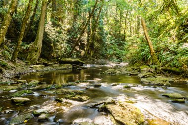 Hızlı dağ creeck veya yeşil ıslak ormandaki nehir.