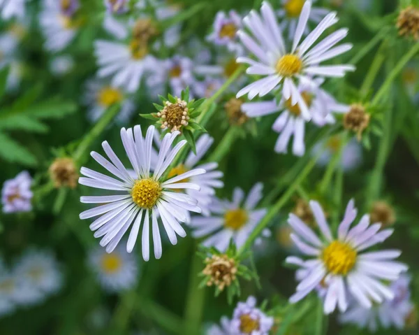 Fundo com belas flores silvestres no exterior do parque na hora de verão . — Fotografia de Stock