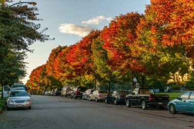 Vancouver, Kanada - 1 Ekim 2017: Euclid Avenue renkli bir sonbahar günü ağaçta.
