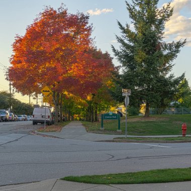 Vancouver, Kanada - 1 Ekim 2017: Euclid Avenue renkli bir sonbahar günü ağaçta.