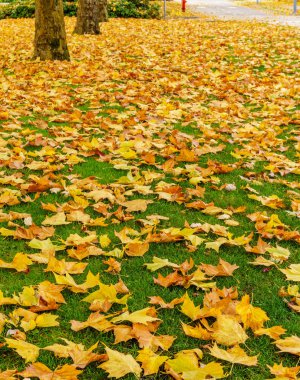Dikey arka planını düşmüş altın akçaağaç, güzel bir halı bırakır.