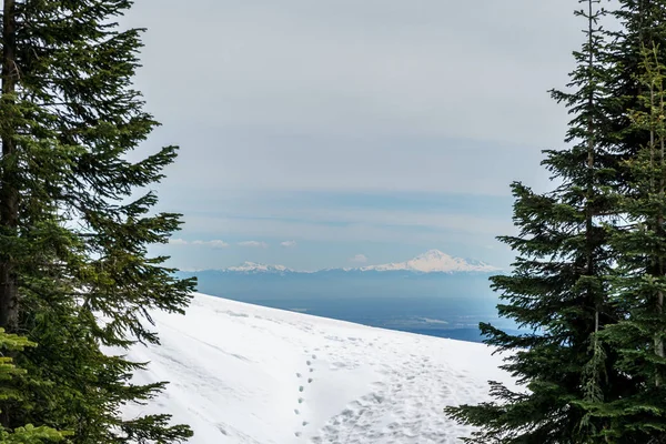 Paysage forestier hivernal pins verts avec neige blanche et grande montagne sur fond . — Photo