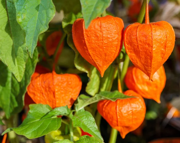Çiçek Physalisor ya da sade bir şekilde altın çilek groundcherries ya da Cape bektaşi üzümü yaprakları ile.