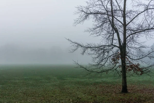 Lonely Drzewo na zielone pola we mgle wcześnie rano czasu jesień zima. — Zdjęcie stockowe