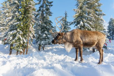 North Vancouver Kanada - 30 Aralık 2017: Ren geyiği kış manzara Grouse Mountain.