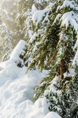 Noel herdem yeşil çam ağaçları uyandığınızda kış orman güneşli gün.